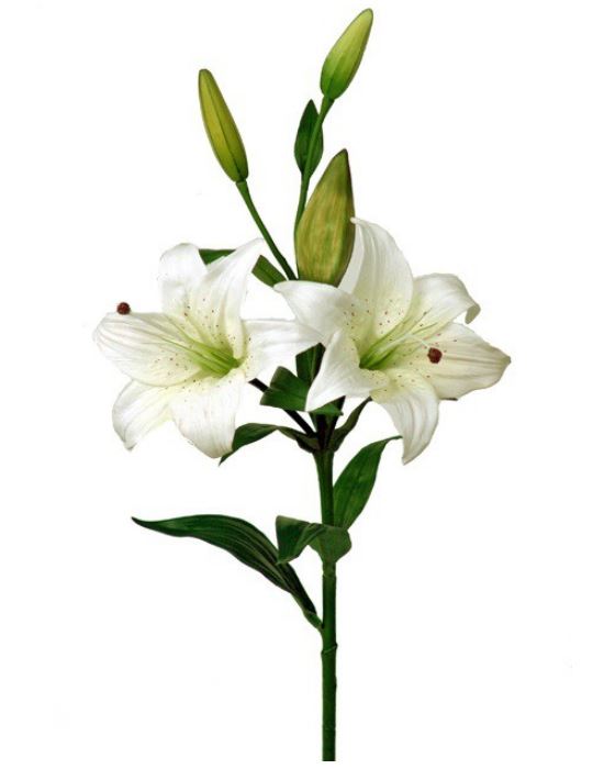 Лилия белая