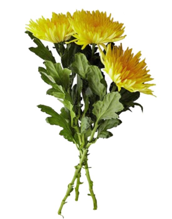 Хризантема желтая