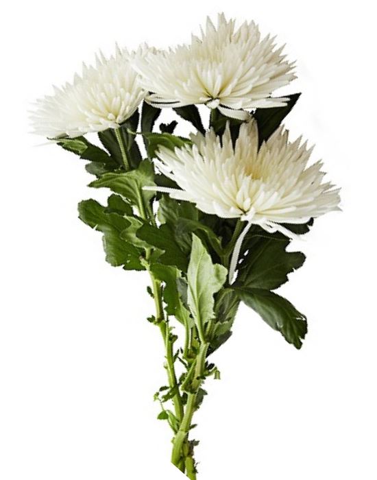 Хризантема белая