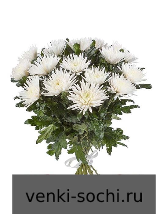 Хризантема белая