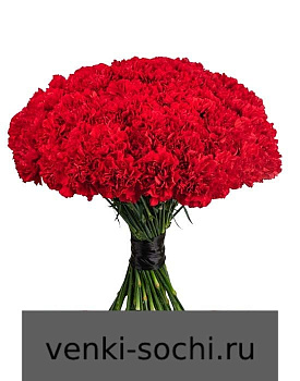 Гвоздика красная, 100