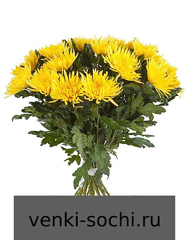 Хризантема желтая, 50