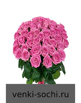 Роза розовая, 100